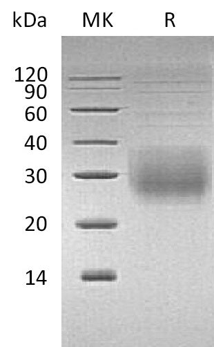BL-1981NP: Greater than 95% as determined by reducing SDS-PAGE. (QC verified)Recombinant Human NKG2A & CD94 Heterodimer Protein (N-8His-Flag)