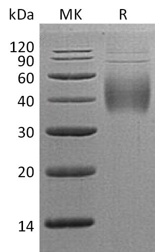BL-1135NP: Greater than 95% as determined by reducing SDS-PAGE. (QC verified)