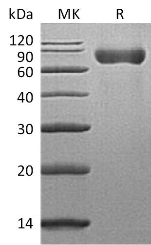 BL-1138NP: Greater than 95% as determined by reducing SDS-PAGE. (QC verified)