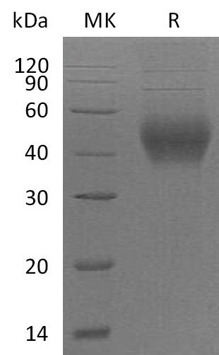BL-1131NP: Greater than 95% as determined by reducing SDS-PAGE. (QC verified)Recombinant Mouse SLAMF2 Protein (C-6His)