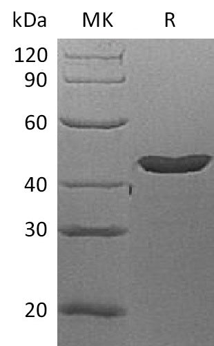 BL-1130NP: Greater than 90% as determined by reducing SDS-PAGE. (QC verified)Recombinant Human Lefty-A Protein (N-6His)