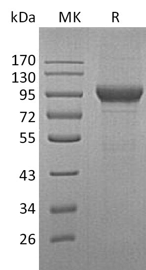 BL-1983NP: Greater than 95% as determined by reducing SDS-PAGE. (QC verified)Recombinant Human MPO Protein (C-10His)