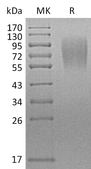 BL-1148NP: Greater than 95% as determined by reducing SDS-PAGE. (QC verified)Recombinant Mouse LAMP-1 Protein (C-6His)