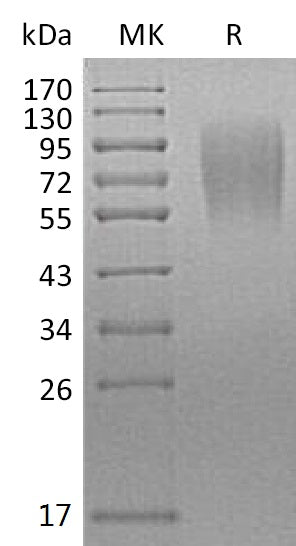 BL-1148NP: Greater than 95% as determined by reducing SDS-PAGE. (QC verified)