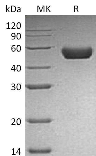 BL-1985NP: Greater than 95% as determined by reducing SDS-PAGE. (QC verified)Recombinant Mouse Renin Protein (C-10His)