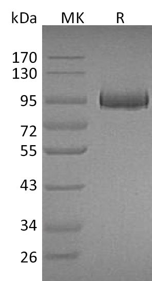 BL-1986NP: Greater than 95% as determined by reducing SDS-PAGE. (QC verified)Recombinant Mouse MPO Protein (C-10His)