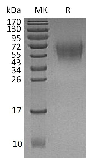 BL-1151NP: Greater than 95% as determined by reducing SDS-PAGE. (QC verified)
