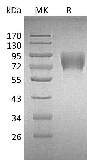 BL-0233NP: Greater than 95% as determined by reducing SDS-PAGE. (QC verified)Recombinant Human DNAM-1 Protein (C-Fc)