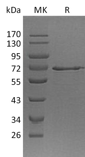BL-1645NP: Greater than 90% as determined by reducing SDS-PAGE. (QC verified)