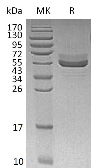 BL-0184NP: Greater than 95% as determined by reducing SDS-PAGE. (QC verified)Recombinant Human TIGIT Protein (C-Fc)