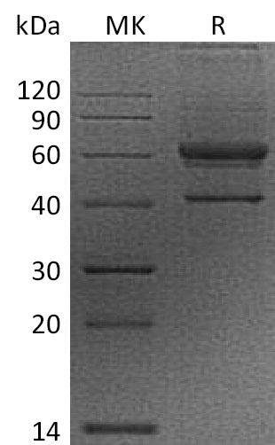 BL-2016NP: Greater than 95% as determined by reducing SDS-PAGE. (QC verified)Recombinant Human VEGFB Protein (N-Fc)