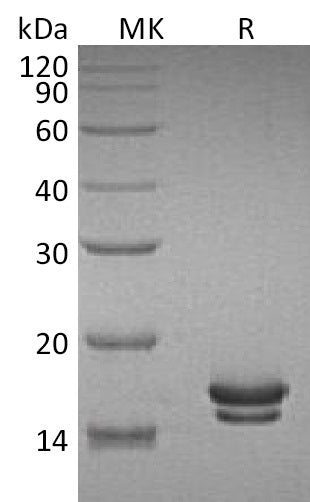 BL-1646NP: Greater than 95% as determined by reducing SDS-PAGE. (QC verified)