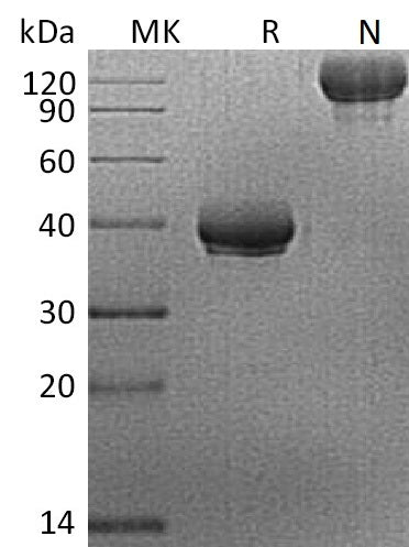 BL-0182NP: Greater than 95% as determined by reducing SDS-PAGE. (QC verified)Recombinant Human BCMA Protein (C-Fc)