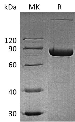 BL-0181NP: Greater than 95% as determined by reducing SDS-PAGE. (QC verified)Recombinant Human sCD4 Protein (C-Fc)