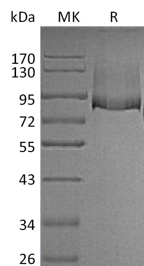 BL-1647NP: Greater than 95% as determined by reducing SDS-PAGE. (QC verified)Recombinant Mouse Thrombomodulin Protein (C-6His)
