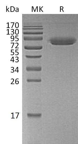 BL-1987NP: Greater than 95% as determined by reducing SDS-PAGE. (QC verified)