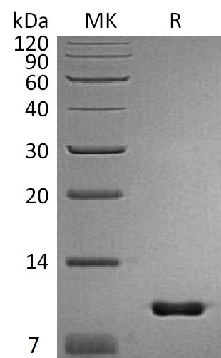 BL-1159NP: Greater than 95% as determined by reducing SDS-PAGE. (QC verified)Recombinant Mouse Uteroglobin Protein (C-6His)