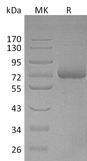 BL-1155NP: Greater than 95% as determined by reducing SDS-PAGE. (QC verified)Recombinant Human LILRB5 Protein (C-6His)