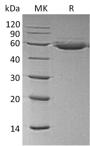 BL-2034NP: Greater than 95% as determined by reducing SDS-PAGE. (QC verified)