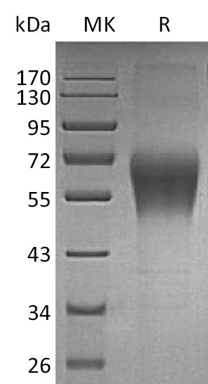 BL-0186NP: Greater than 95% as determined by reducing SDS-PAGE. (QC verified)Recombinant Human TRAIL R4 Protein (C-Fc)