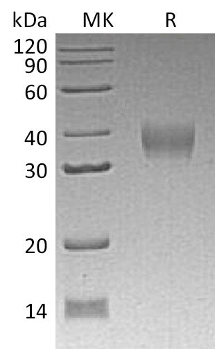 BL-1156NP: Greater than 95% as determined by reducing SDS-PAGE. (QC verified)Recombinant Mouse LILRB4 Protein (C-6His)