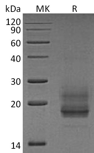 BL-1991NP: Greater than 95% as determined by reducing SDS-PAGE. (QC verified)Recombinant Human CD69 Protein (N-8His)