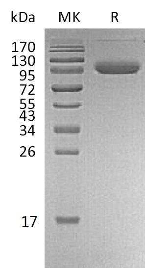 BL-1988NP: Greater than 95% as determined by reducing SDS-PAGE. (QC verified)