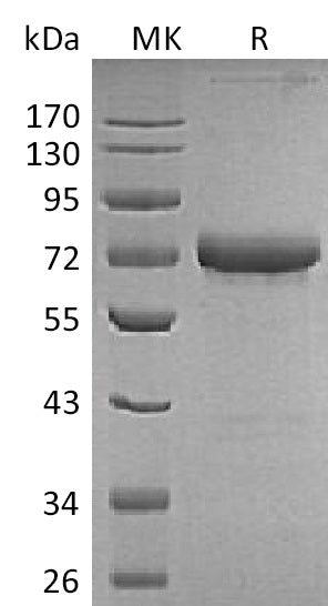 BL-1989NP: Greater than 95% as determined by reducing SDS-PAGE. (QC verified)