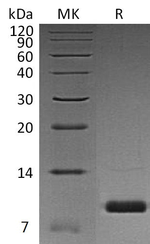 BL-1158NP: Greater than 95% as determined by reducing SDS-PAGE. (QC verified)Recombinant Human Uteroglobin Protein (C-6His)