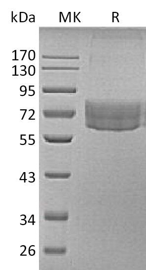 BL-1990NP: Greater than 85% as determined by reducing SDS-PAGE. (QC verified)