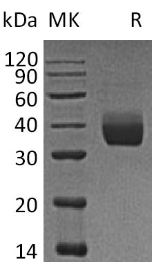 BL-1157NP: Greater than 95% as determined by reducing SDS-PAGE. (QC verified)Recombinant Human LILRA5 Protein (C-6His)