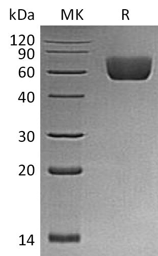 BL-1160NP: Greater than 95% as determined by reducing SDS-PAGE. (QC verified)Recombinant Mouse BTNL2 Protein (C-6His)