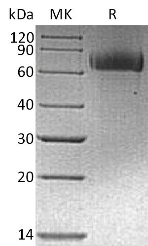 BL-2394NP: Greater than 95% as determined by reducing SDS-PAGE. (QC verified)
