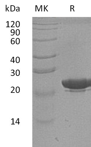 BL-2596NP: Greater than 95% as determined by reducing SDS-PAGE. (QC verified)
