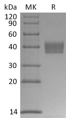 BL-2826NP: Greater than 95% as determined by reducing SDS-PAGE. (QC verified)