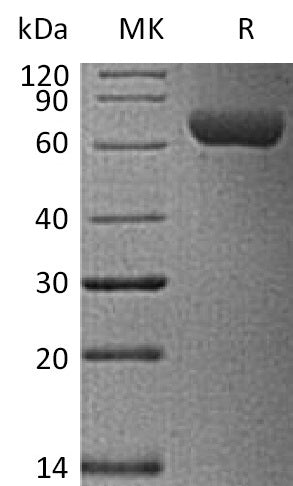 BL-2397NP: Greater than 95% as determined by reducing SDS-PAGE. (QC verified)