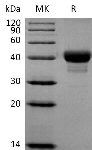 BL-2194NP: Greater than 95% as determined by reducing SDS-PAGE. (QC verified)