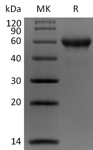 BL-2399NP: Greater than 95% as determined by reducing SDS-PAGE. (QC verified)