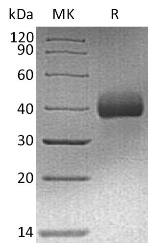 BL-2395NP: Greater than 95% as determined by reducing SDS-PAGE. (QC verified)