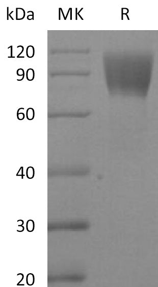 BL-2400NP: Greater than 95% as determined by reducing SDS-PAGE. (QC verified)