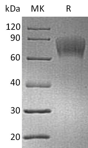 BL-2193NP: Greater than 95% as determined by reducing SDS-PAGE. (QC verified)