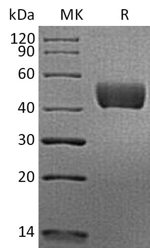 BL-2396NP: Greater than 95% as determined by reducing SDS-PAGE. (QC verified)