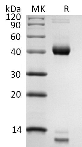 BL-2825NP: Greater than 90% as determined by reducing SDS-PAGE. (QC verified)Biotinylated Human Latent TGF-beta 3 Protein (N-8His-Avi)