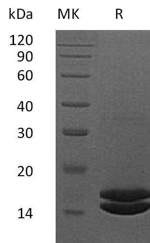 BL-2127NP: Greater than 95% as determined by SEC-HPLC. (Regularly tested)