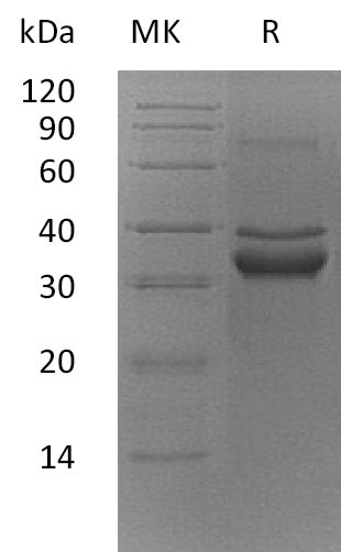 BL-0071NP: Greater than 95% as determined by reducing SDS-PAGE. (QC verified)