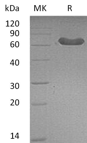 BL-2380NP: Greater than 95% as determined by reducing SDS-PAGE. (QC verified)Recombinant Mouse LTBR Protein (C-Fc)
