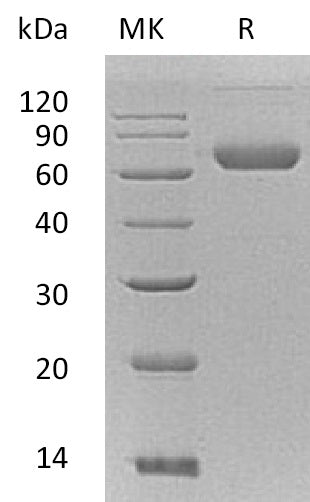 BL-0799NP: Greater than 95% as determined by reducing SDS-PAGE. (QC verified)Recombinant Mouse EFNB2 Protein (C-Fc-6His)