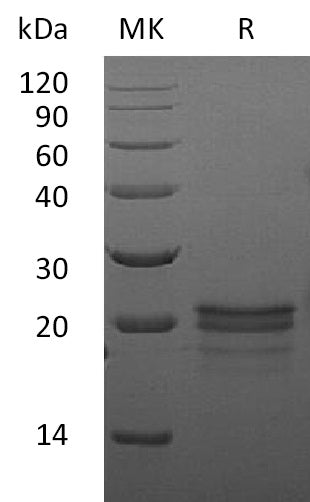 BL-1687NP: Greater than 90% as determined by reducing SDS-PAGE. (QC verified)
