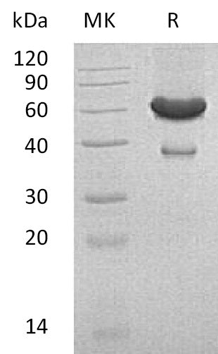 BL-2376NP: Greater than 90% as determined by reducing SDS-PAGE. (QC verified)