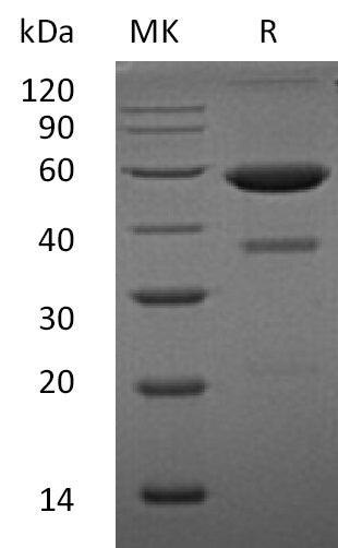 BL-0801NP: Greater than 85% as determined by reducing SDS-PAGE. (QC verified)
